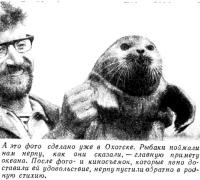 Фото нерпы в Охотске