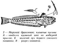 Рис. 2. Морской дракончик