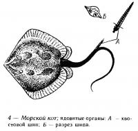 Рис. 4. Морской кот