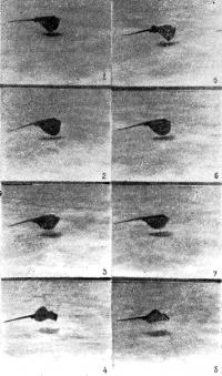 Кинограмма движения морского кота (вид сбоку)