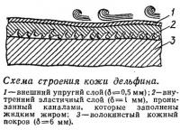 Схема строения кожи дельфина