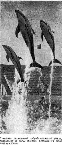 Выпрыгивая из воды, дельфины увлекают за собой минимум брызг