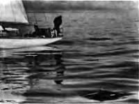 Дельфины впереди яхты