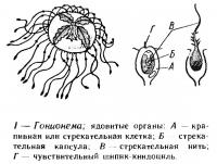 Рис. 1. Гонионема