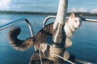 Кот на яхте «Викинг»