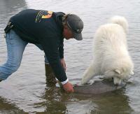 Чавычу любят даже собаки