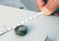 Этот камешек мы вытащили из приемной решетки после возвращения на берег