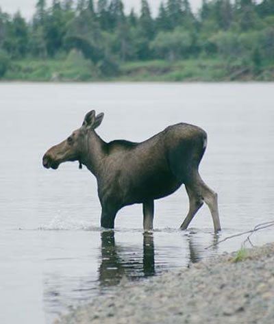 Лосей на Нушагаке мы видели ежедневно