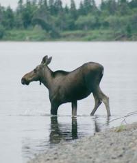 Лосей на Нушагаке мы видели ежедневно